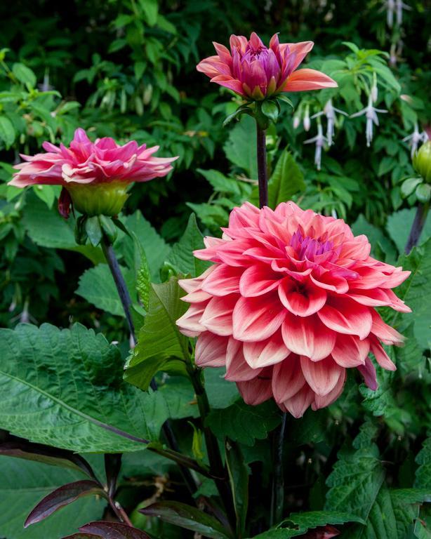 Sea Cliff Gardens Bed & Breakfast Port Angeles Luaran gambar
