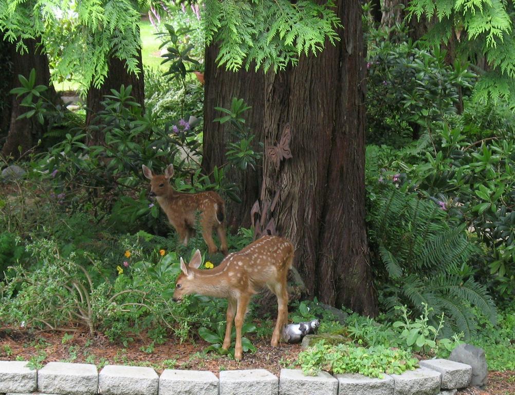 Sea Cliff Gardens Bed & Breakfast Port Angeles Luaran gambar